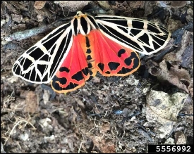 Ailanthus webworm