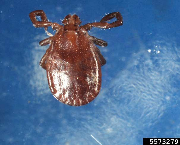 A brown bug sitting next to a penny. Bug is significantly smaller than the penny