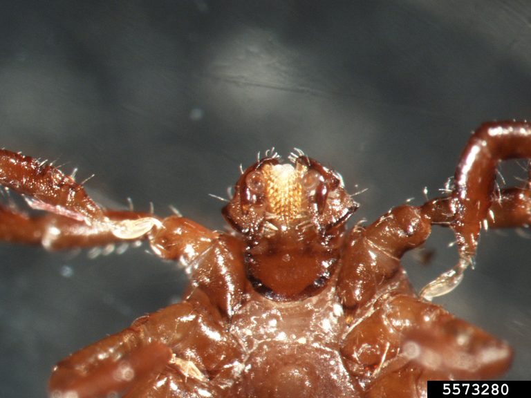 Figure 3, A closeup of the mouthparts of an Asian longhorned tick.