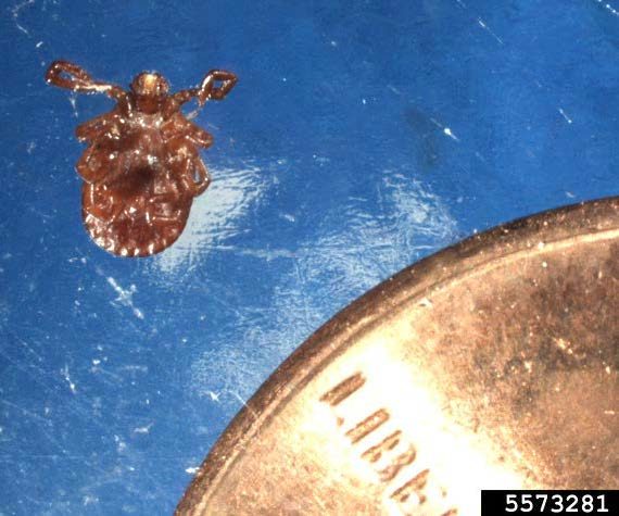 Figure 2, A comparison between the size of an unfed adult Asian longhorned tick and a US penny.