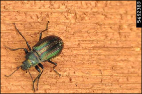 Figure 2, An adult darkling beetle resting on a piece of split wood.