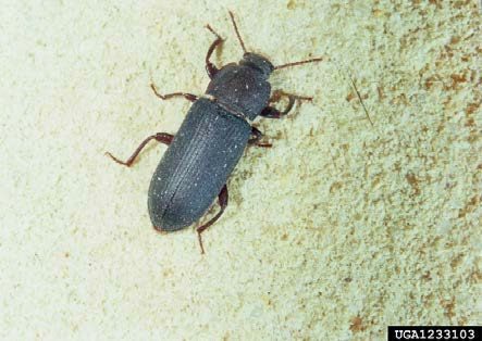 Figure 1, An adult darkling beetle.