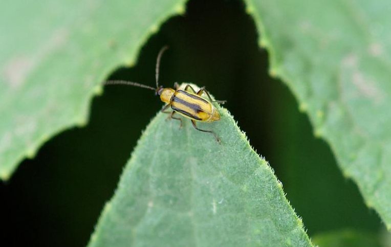 close up of Adult western corn rootworm on a leaf