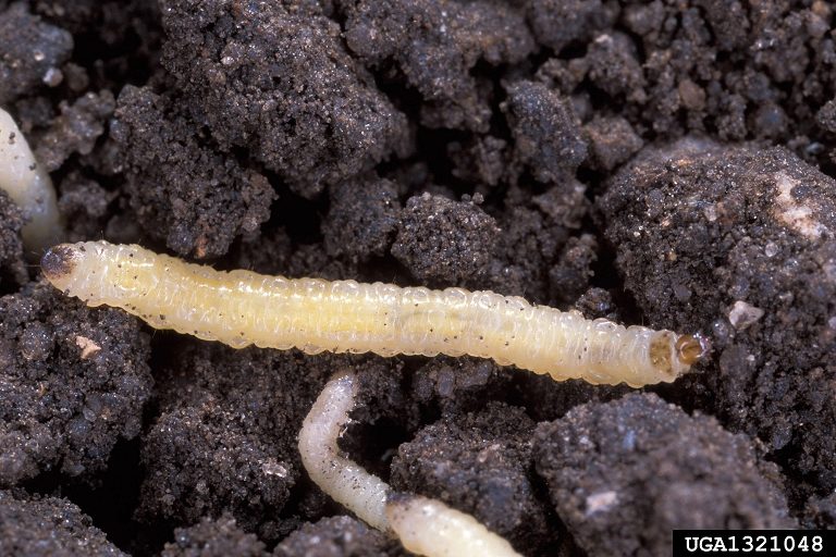 close up of western corn rootworm larva on soil