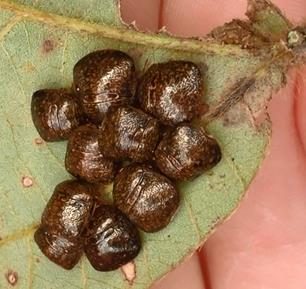 Round brown bugs on a green leaf