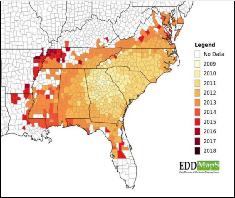 A distribution map with shades of red representing the distribution of the kudza bug. The deepest red is shown in the south west.