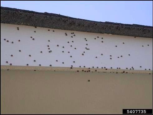 50-100 bugs on the outside of a white home
