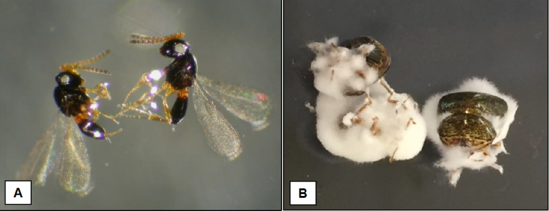 Microscopic images of kudzu bug