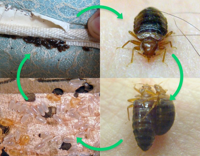 4 images showing the life of a bed bug