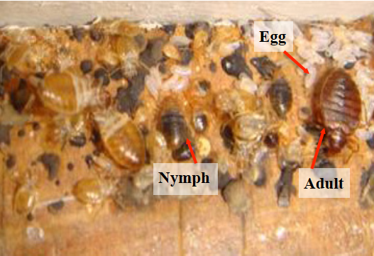image displaying aldult bedbug, nymph, and egg