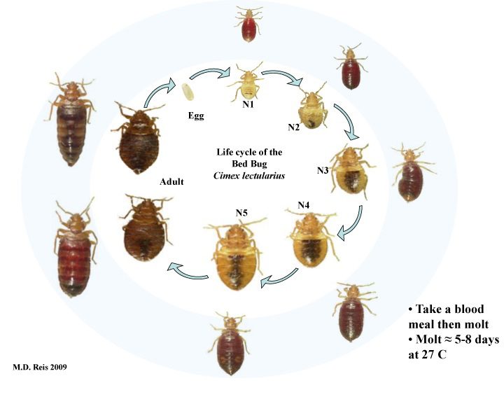 image showing the life cycle of the bed bug