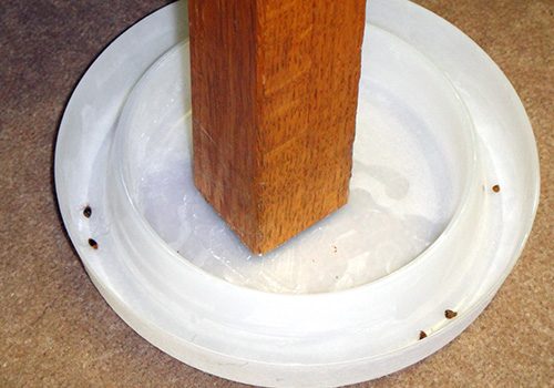 picture of  a bed bug trap
