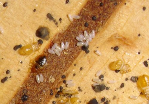 picture of Immature bed bugs' shed skins 