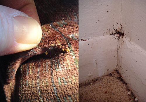 two pictures of bed bug poop