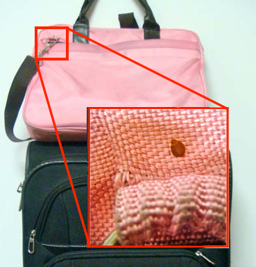 picture of bags that has bed bugs