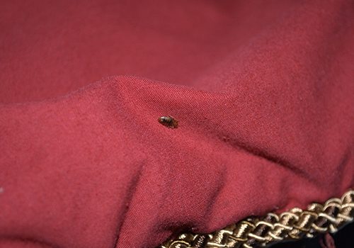 image of a bed bug on the cloth