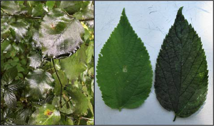 Two photos of leaves. One captures glossy leave on a tree and another shows sample of sooty mold on leave.