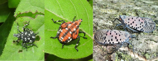 From left to right: Immature and adult spotted lanternflies rest on fresh leaves and bark. Immature and adult spotted lanternflies rest on fresh leaves and bark. Immature and adult spotted lanternflies rest on fresh leaves and bark.