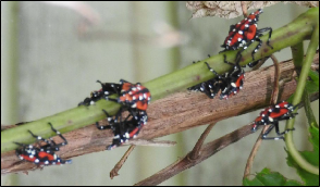 Immature spotted lanternflies feed on a vine.