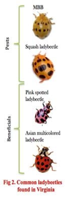 Common ladybeetles found in Virginia