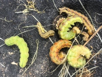 Later instar larvae may vary in coloration