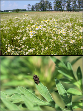 Top photo: A field of daisy fleabane. Bottom phot: A close-up of a tarnished plant bug resting on a leaf of common ragweed.