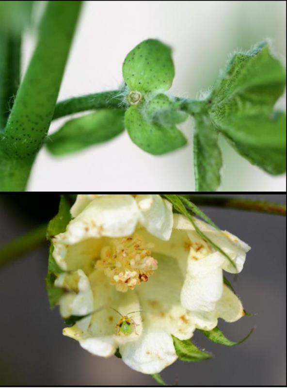 A close-up of a square bud abscission on a cotton plant. and A close-up of a tarnished plant bug feeding on a white cotton flower that has spots of brown on it.