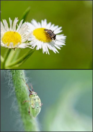 Top photo: A close-up of an adult tarnished plant bug resting on a daisy fleabane flower. Bottom photo: A close-up of a fifth instar tarnished plant bug on cotton stem.