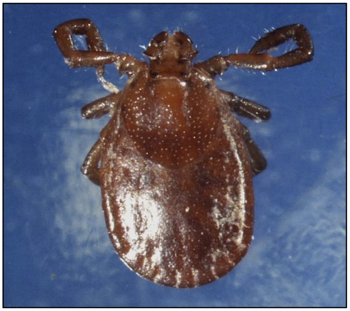 A closeup of the dorsal view of a reddish-brown tick.
