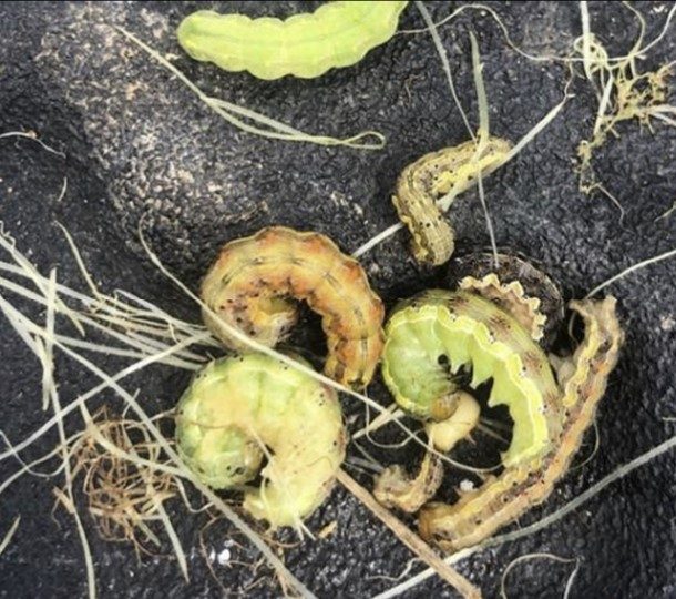 a photo of several later stage corn earworm larvae on a rock