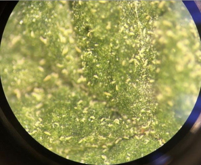 a microscopic photo of hemp russet mites on hemp leaf