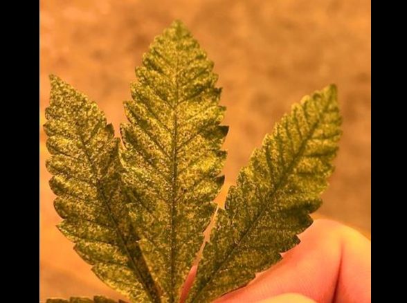 a photo of a hemp leaf with twospotted spider mite feeding injury