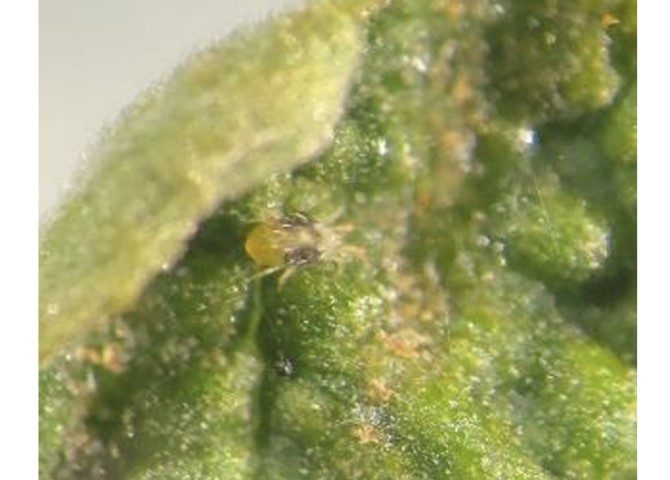 a microscopic photo of twospotted spider mite on leaf