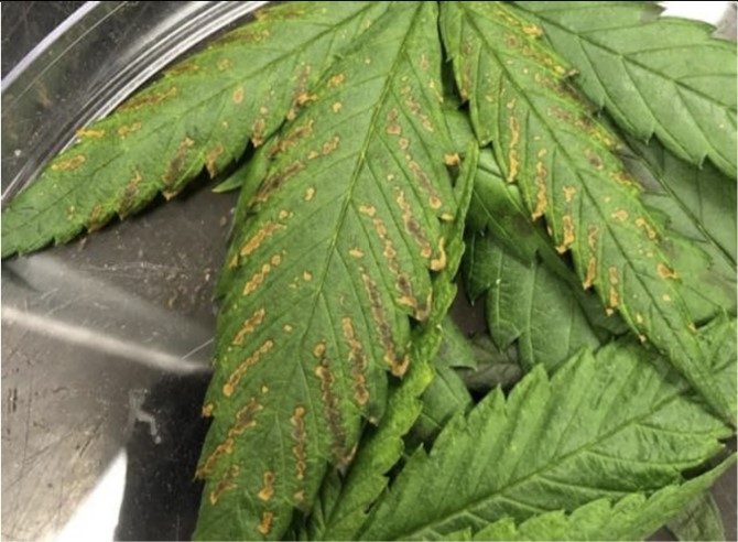 a photo of a hemp leaf tissue turned into resset 