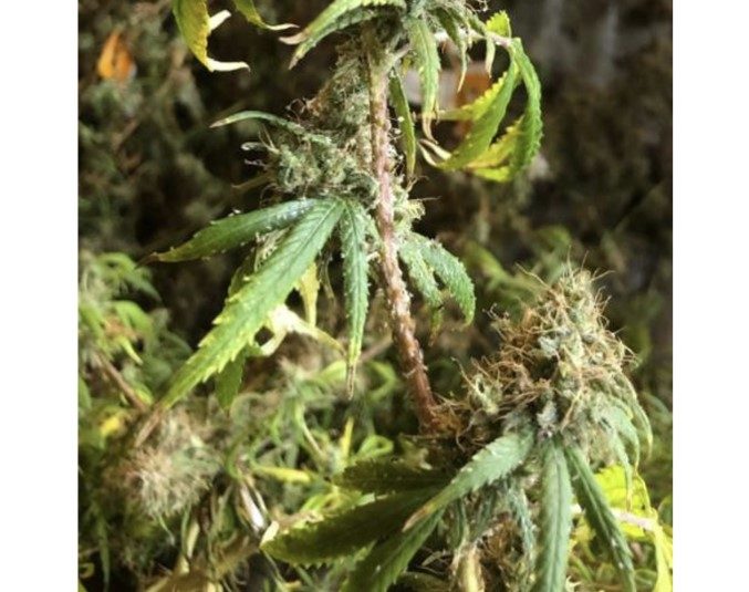 a photo showing cannabis aphid infestation