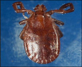 A close up of a uniformly reddish-brown tick.