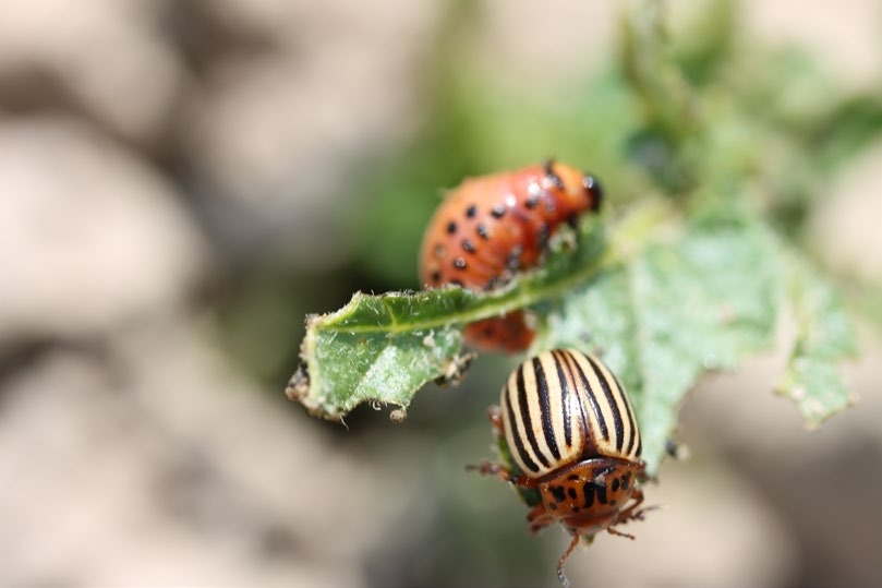 A Colorado potato beetle adult and late-instar larva on a leaf.