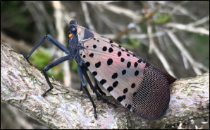 An adult spotted lanternfly rests on a branch.
