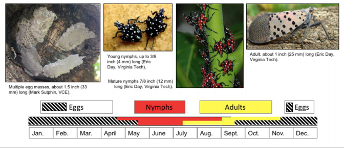 A timeline showing when the egg, nymphs, and adults of spotted lanternfly are present during the calendar year. 
