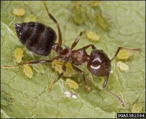 An ant rests on a leaf surrounded by smaller aphids.