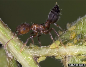 An ant stands on a stem with its abdomen raised in the air above several small aphids.