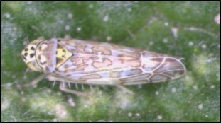 An adult leafhopper rests on a leaf.