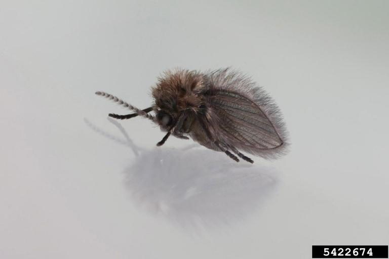 A very hairy fly rests with its wings held over its back.
