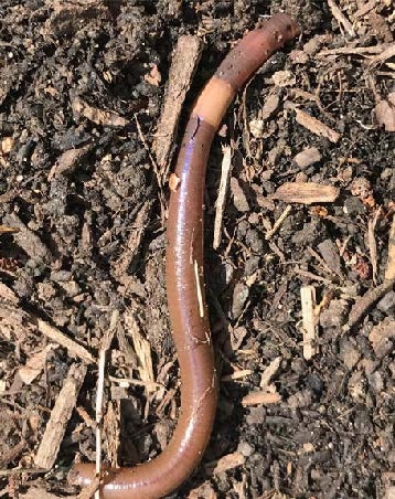 A jumping worm rests on bare soil.