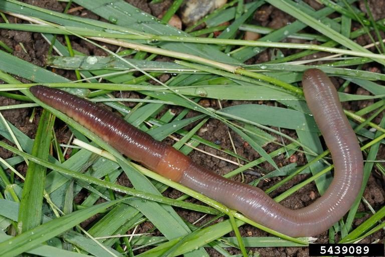 An earthworm rests on a grassy surface.