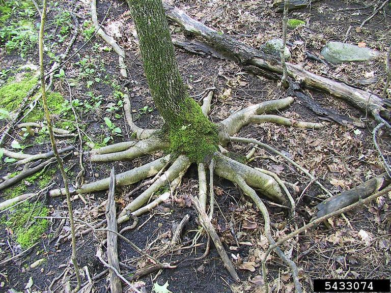 The roots of a small tree have been exposed after the leaf litter was removed and the upper layer of soil eroded away.