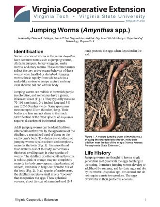 Cover for publication: Jumping Worms