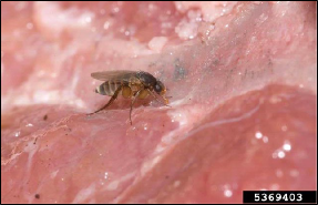 A fly with a humpbacked appearance feeds on a wet surface.