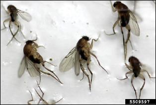 Several flies with long legs and bristly heads are stuck to a sticky card.