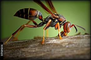 an adult paper wasp rests on a piece of bare wood.